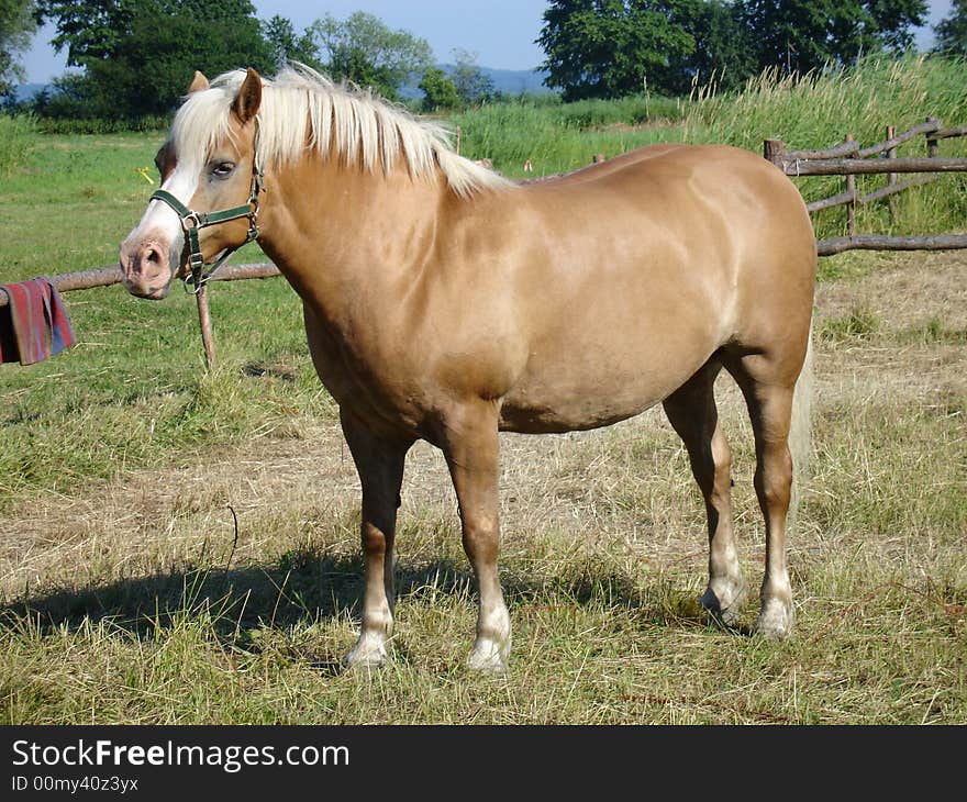 Golden horse waiting on rider. Golden horse waiting on rider.