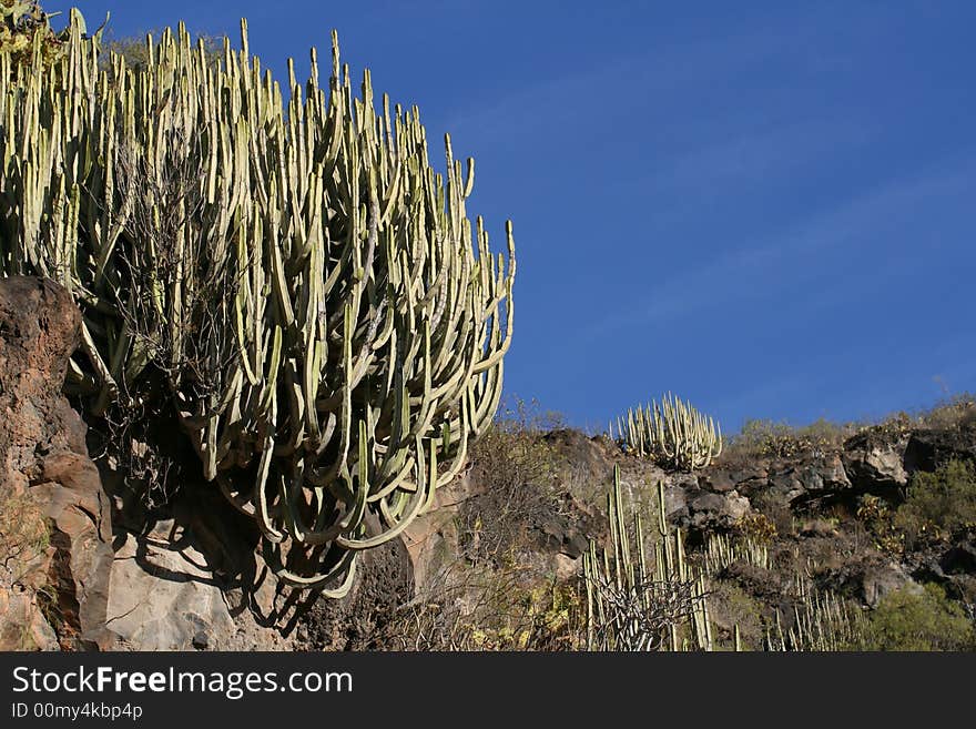 The plants on the mountain and the blue sky as a background. The plants on the mountain and the blue sky as a background.