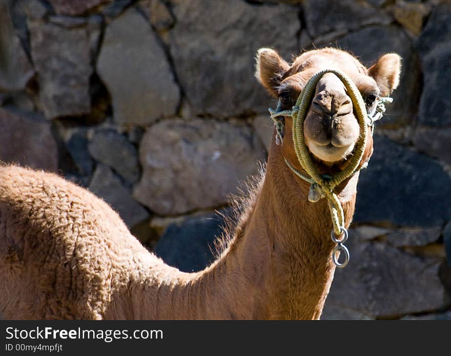 Camel at the zoo in mexico