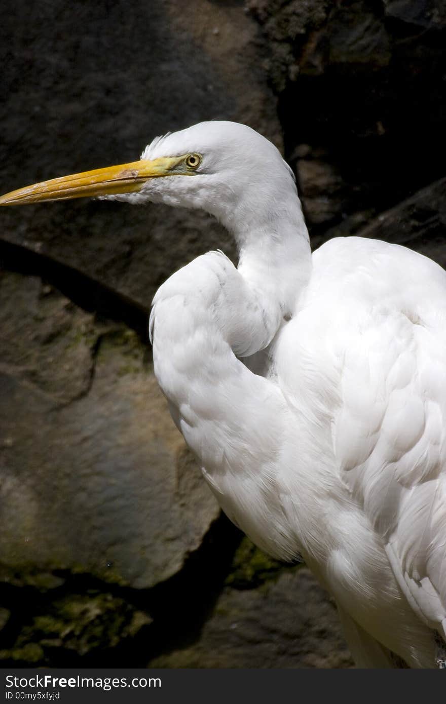 Egret