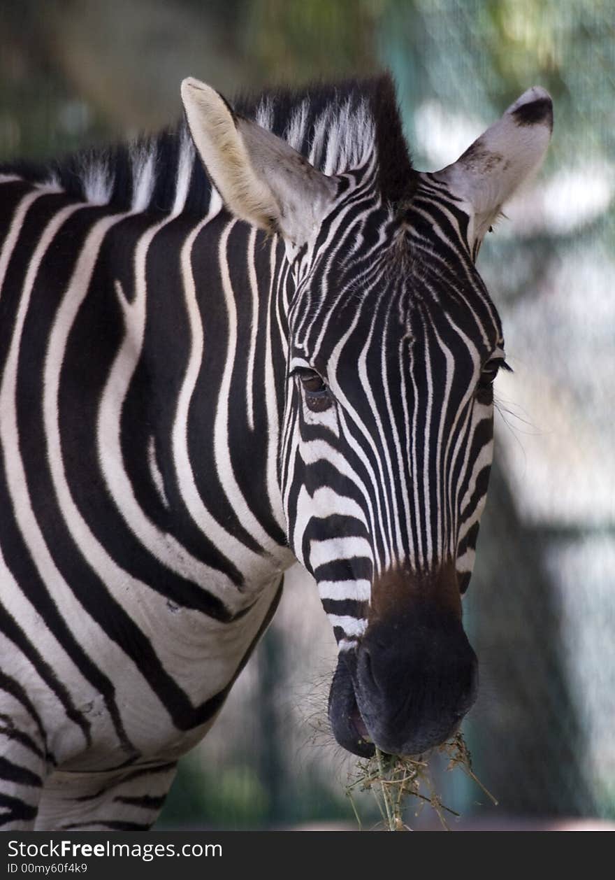 Zebra