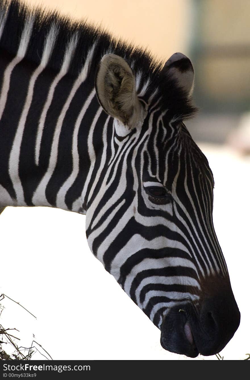 Zebra