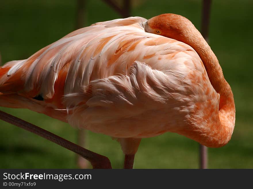 Flamingo