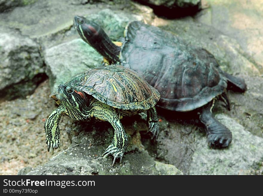 Close up of two turtles on stones