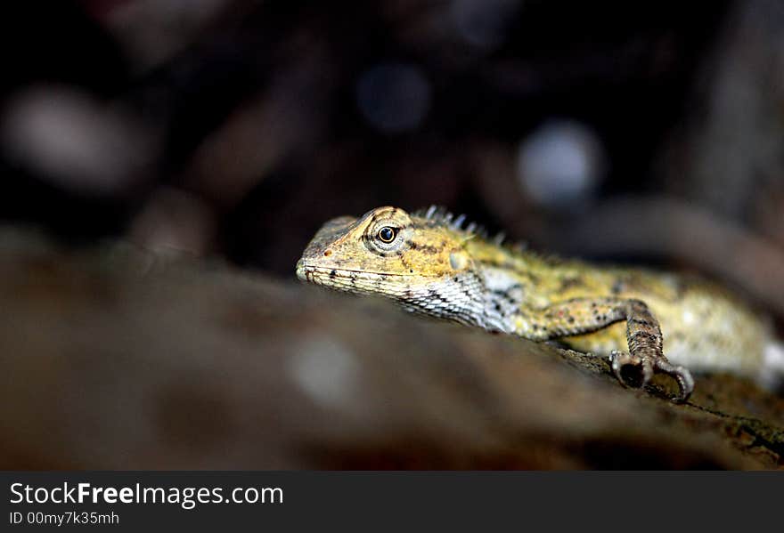 Changeable Lizard