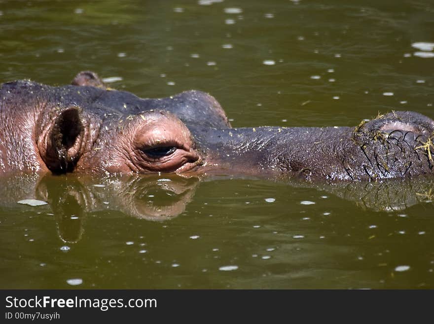 Hippopotamus