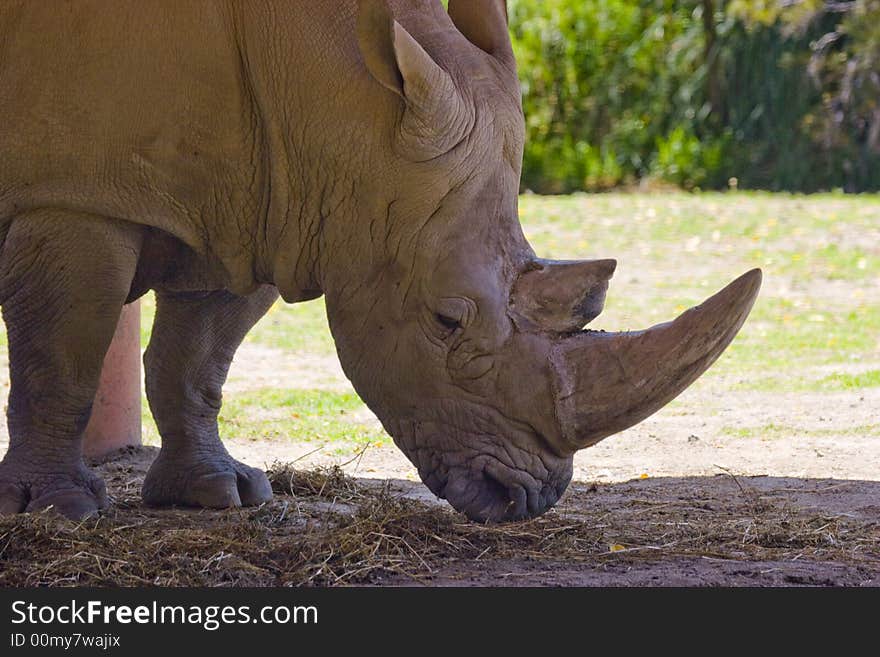 Rhino in the zoo park. Rhino in the zoo park