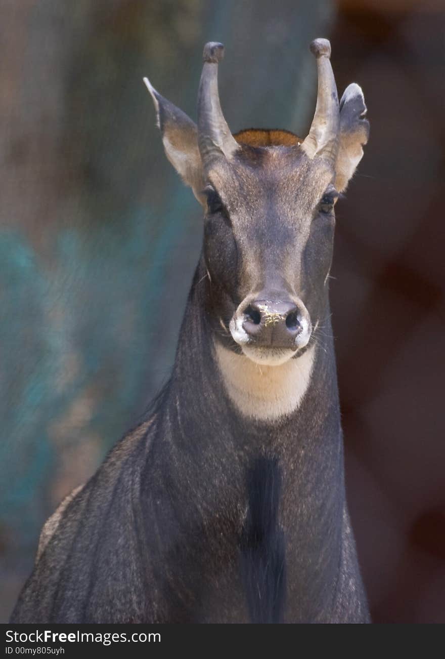 African anthelope at the zoo