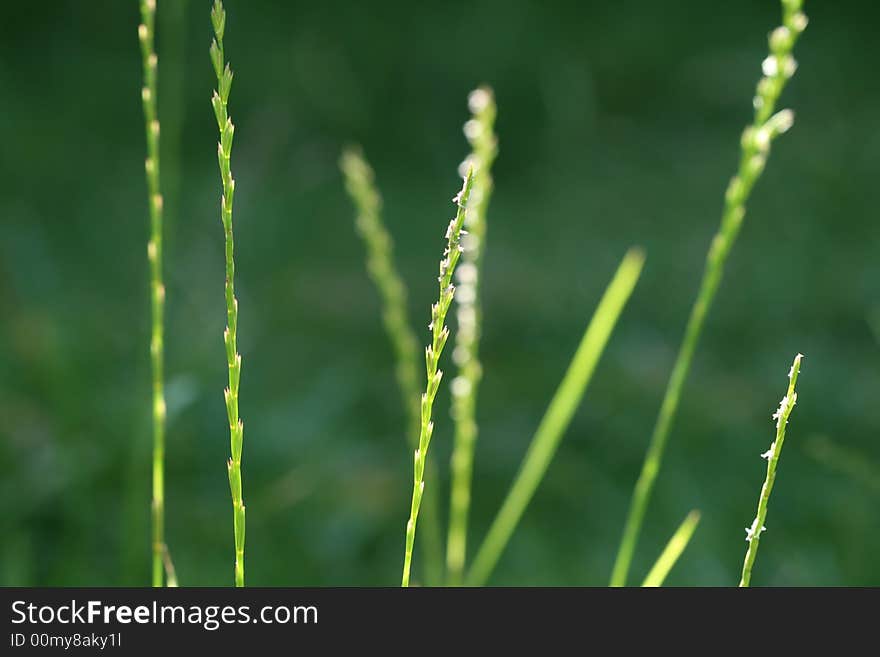 Grass in dark green backyard