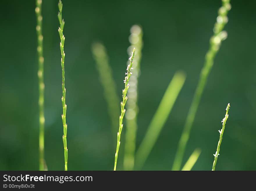 Long green grass in backyard. Long green grass in backyard