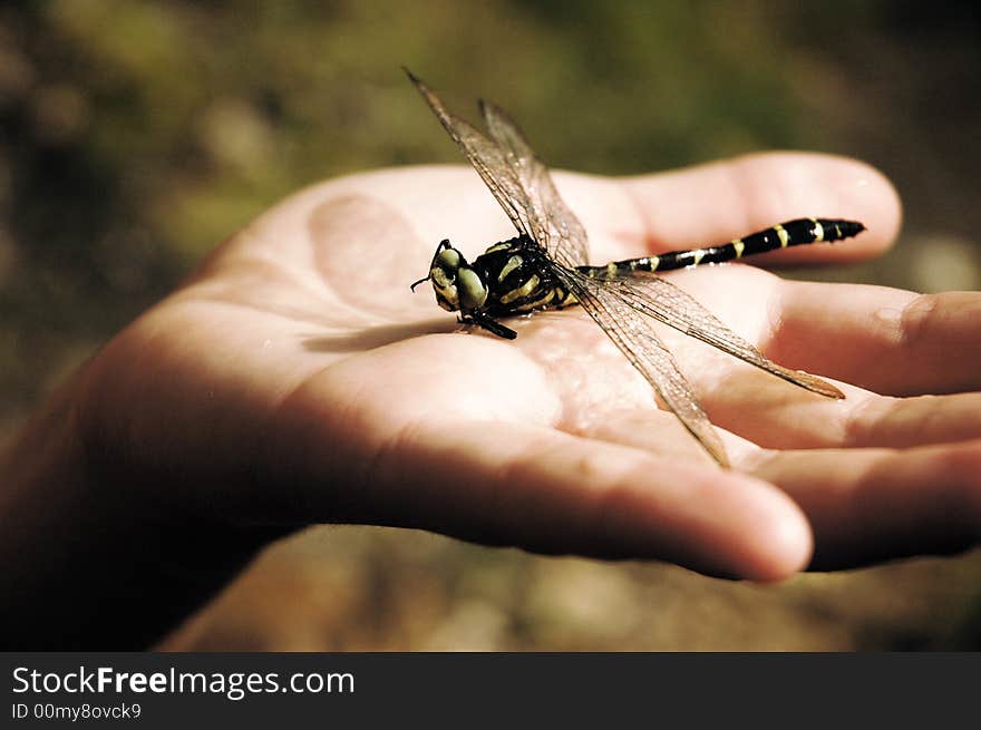 Detail of a hand, holding a dragonfly insect.