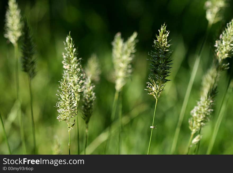 Grass in dark green backyard. Grass in dark green backyard