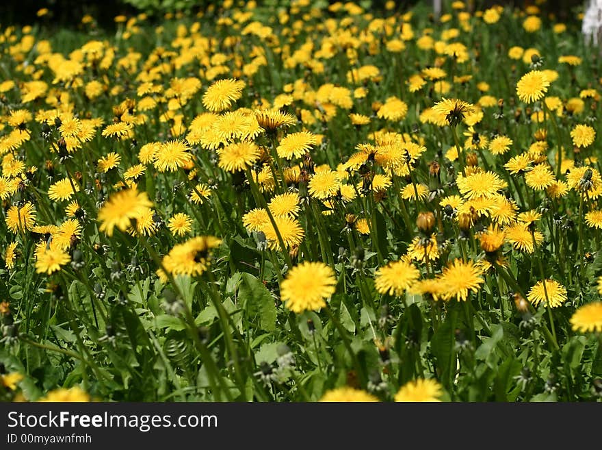 The yellow sea from blossoming dandelions in a middle of spring