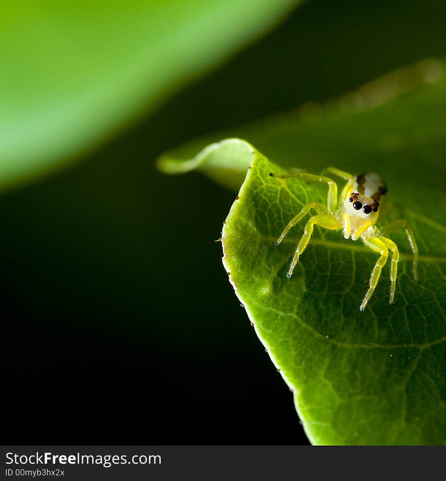 A spider that seems to be seemingly glowing in the dark.

Taken with off camera flash on the left. A spider that seems to be seemingly glowing in the dark.

Taken with off camera flash on the left.