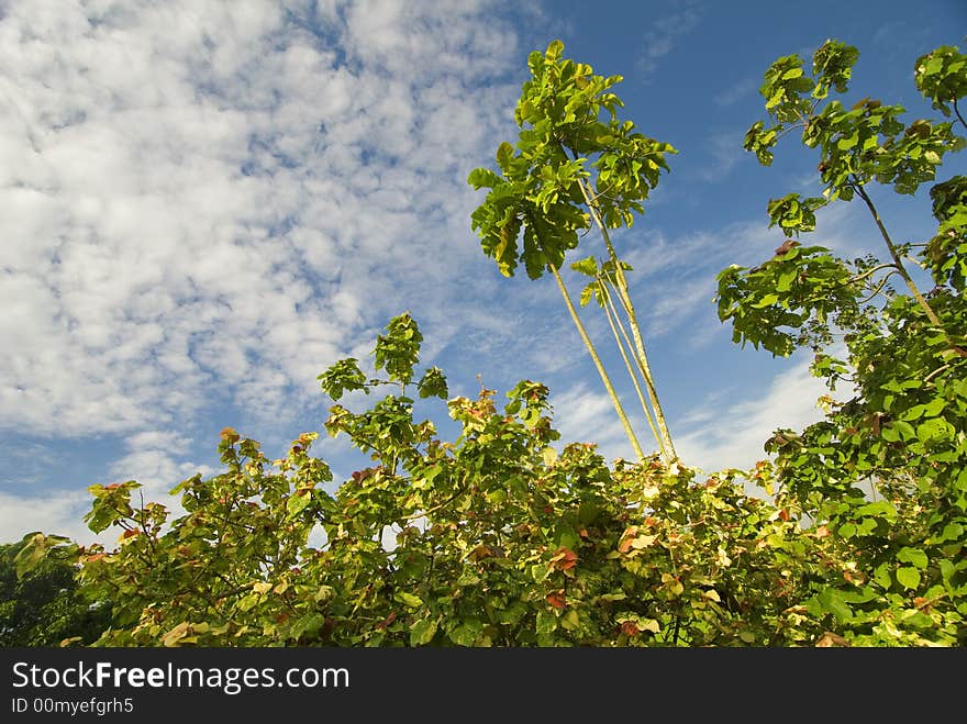 Trees outgrowing one another for sunlight. Trees outgrowing one another for sunlight