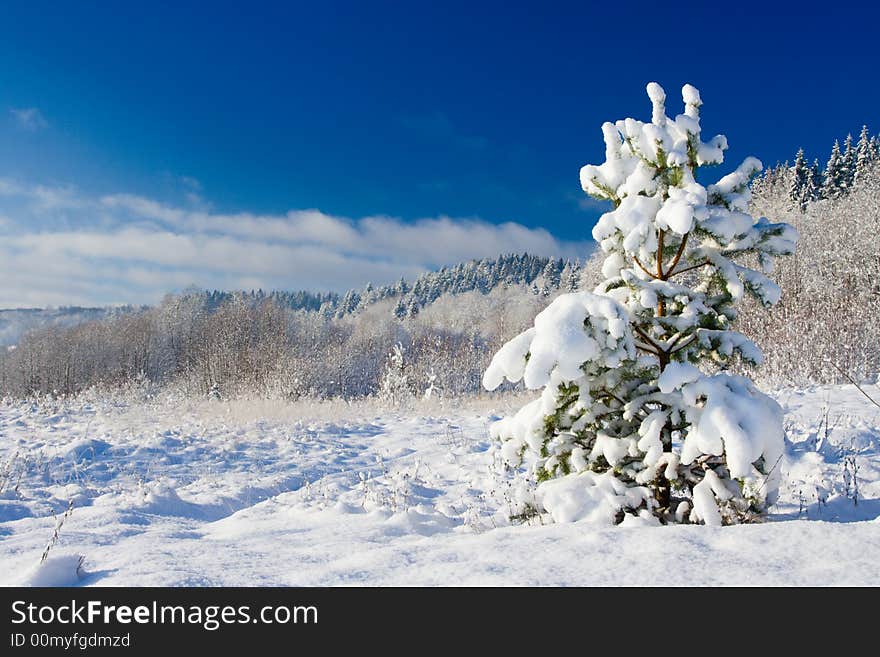 The image with a pine covered with a snow under the blue sky