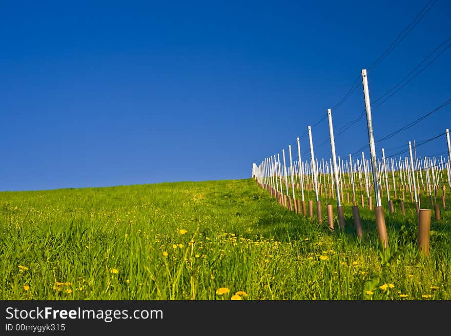 A late afternoon vineyard in southern Austria.