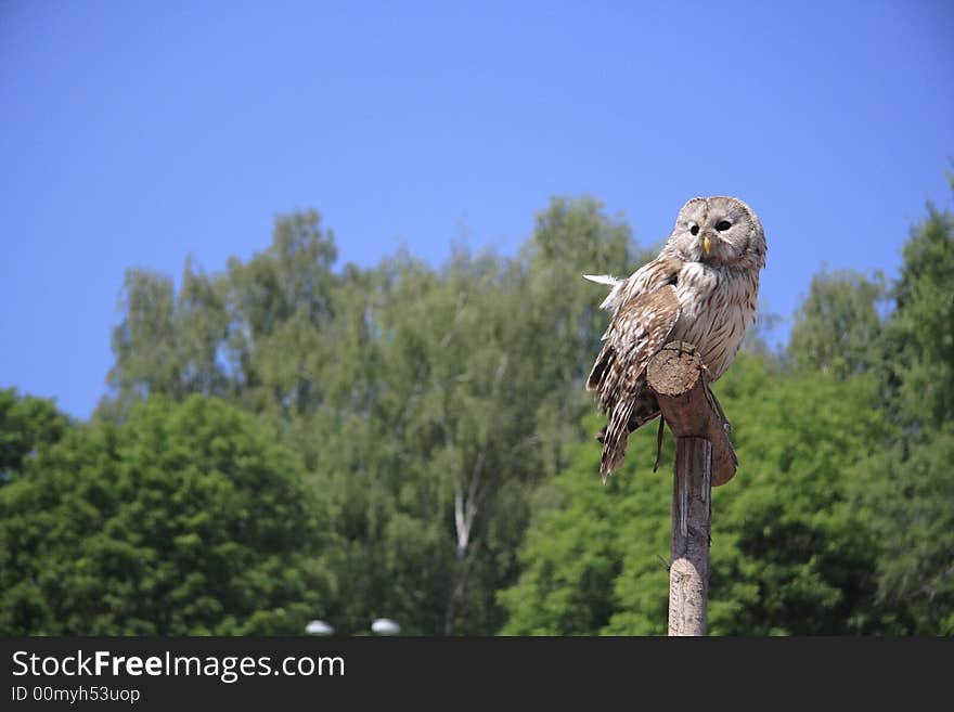 Wary owlet