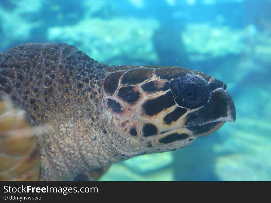 A sea turtle in an enclosure.