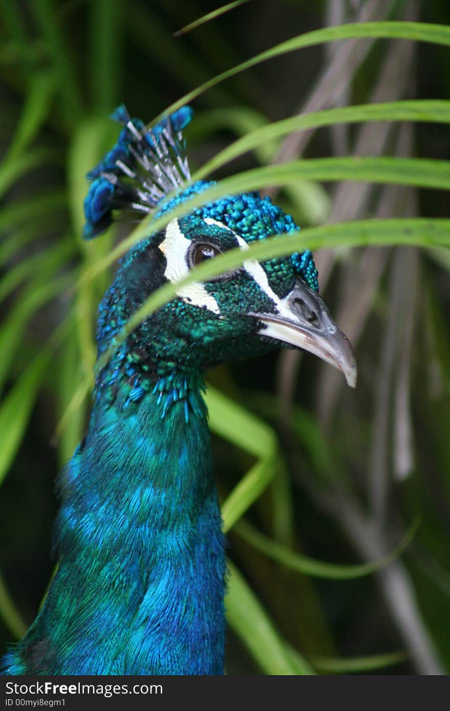 Peacock