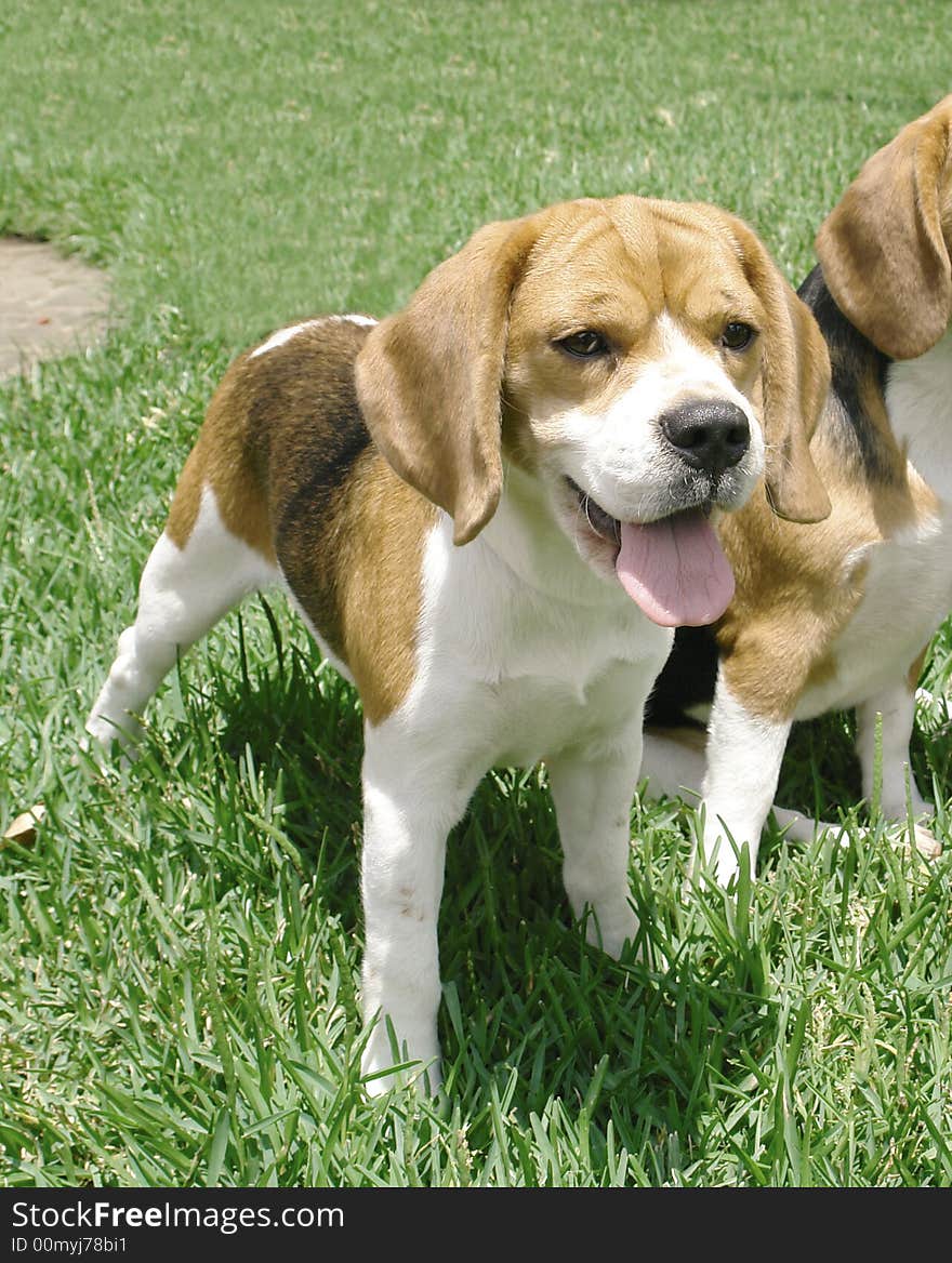 Purebreed beagle dog standing next to another one. Purebreed beagle dog standing next to another one