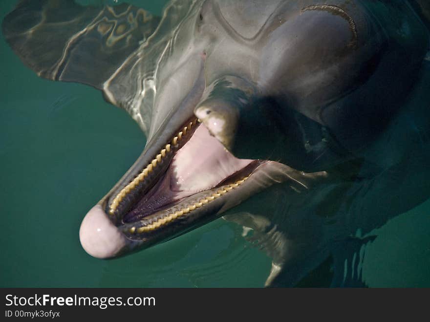 Dolphin Close Up