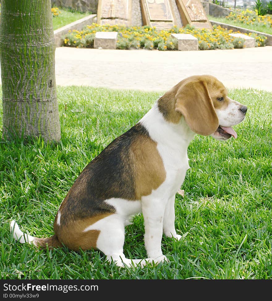 Purebreed beagle dog sitting sideways in a park. Purebreed beagle dog sitting sideways in a park