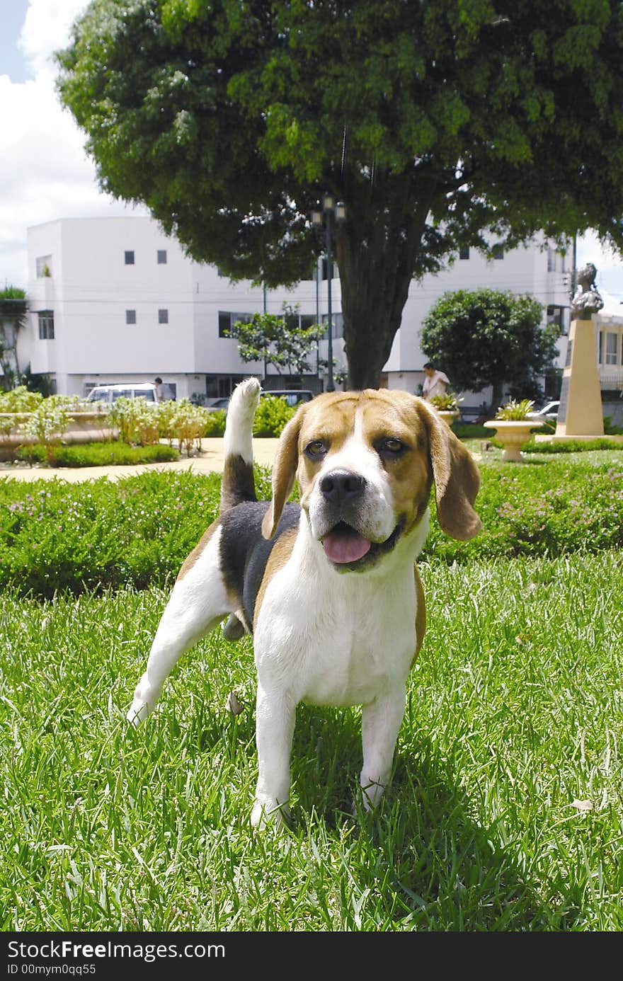 Purebreed beagle dog standing in the park. Purebreed beagle dog standing in the park