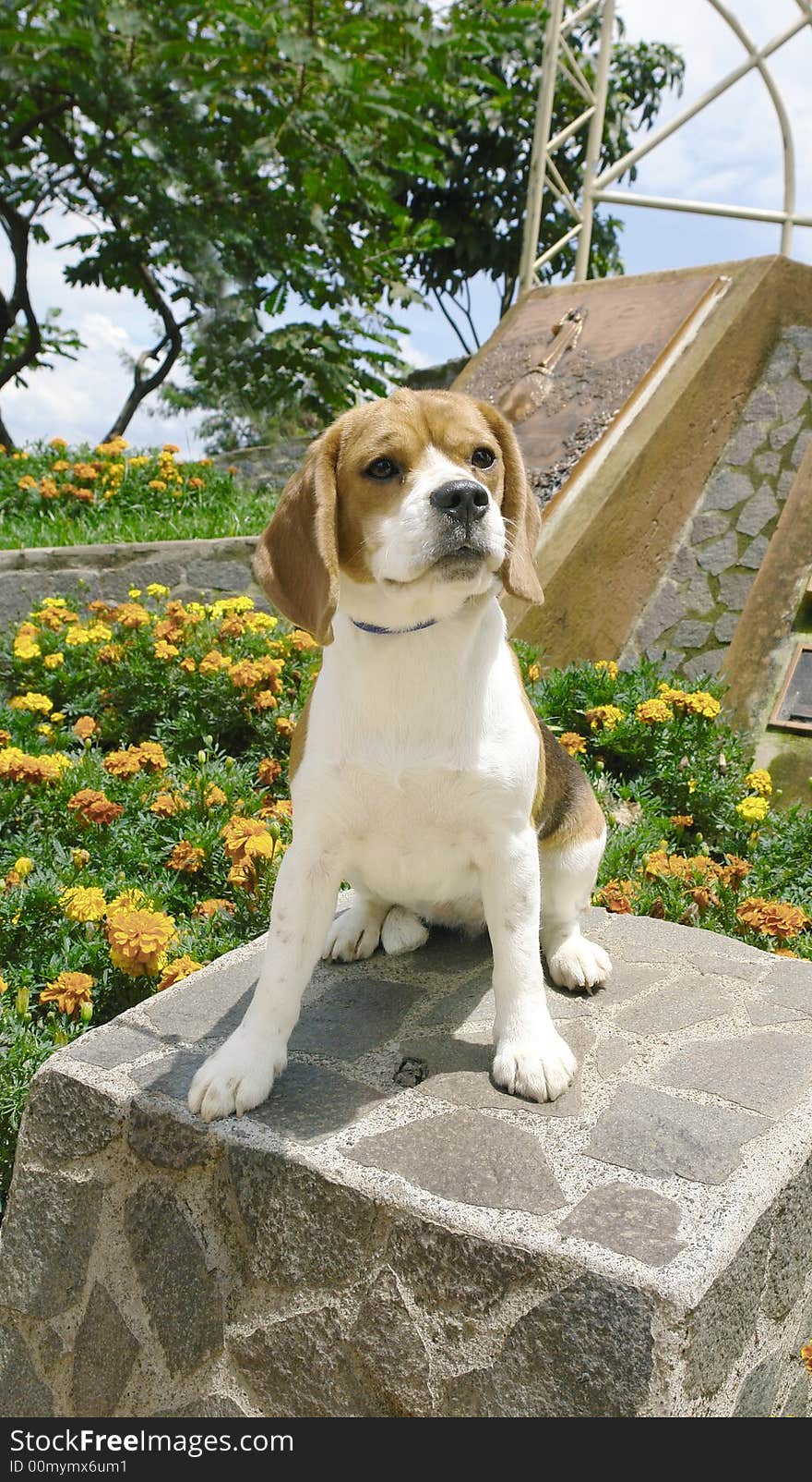 Purebreed beagle dog stitting on a rock in the park. Purebreed beagle dog stitting on a rock in the park