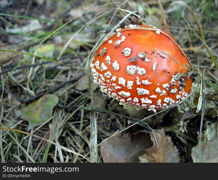 Red Mushroom On Grass