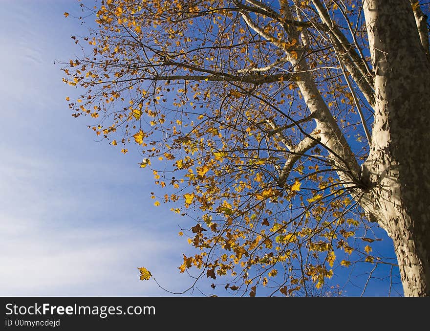 Autumn tree