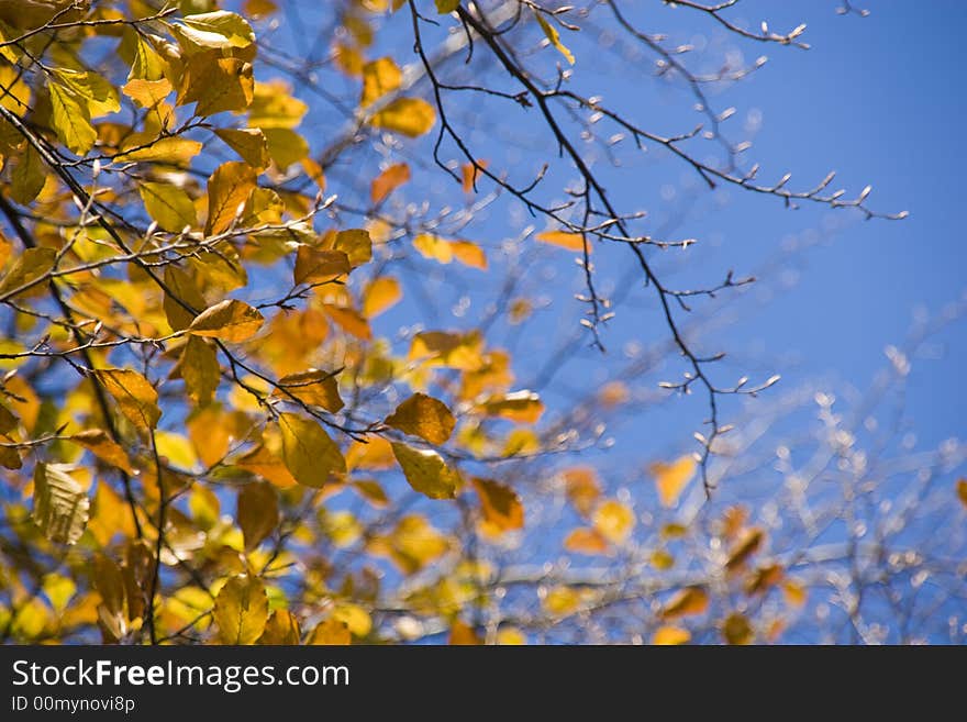 A shot of an autumn leafs on a tree. A shot of an autumn leafs on a tree