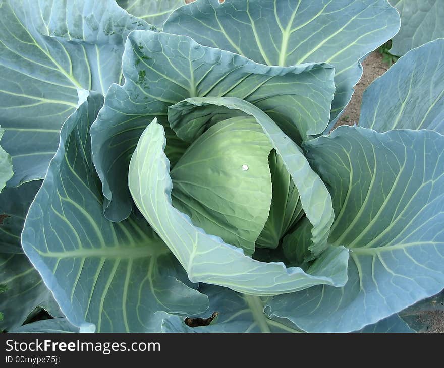 Head of cabbage, growing on a bed