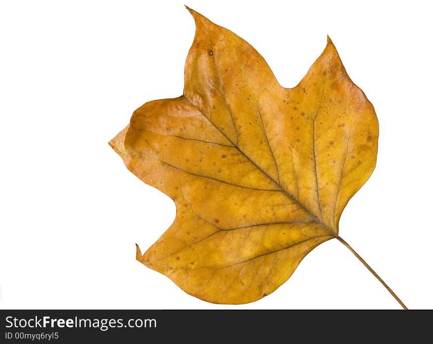 Yellow autumn leaf