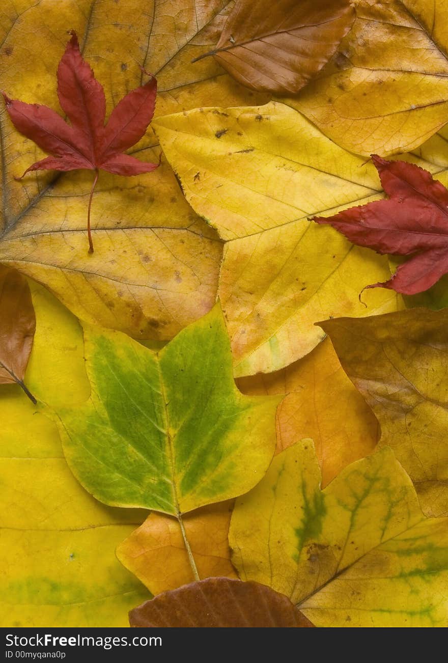 Colourful autumn leaves