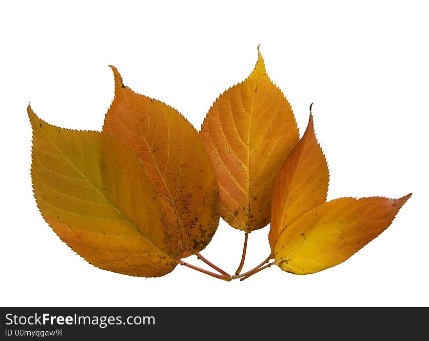 Five autumn leaves