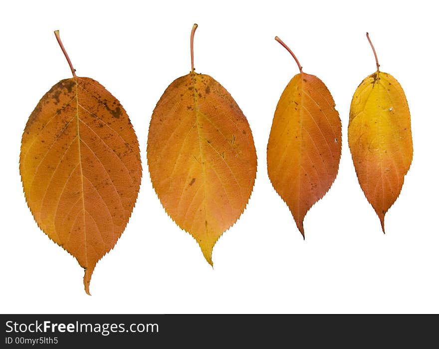 Four hanging autumn leaves