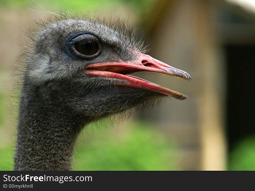 Dark ostrich