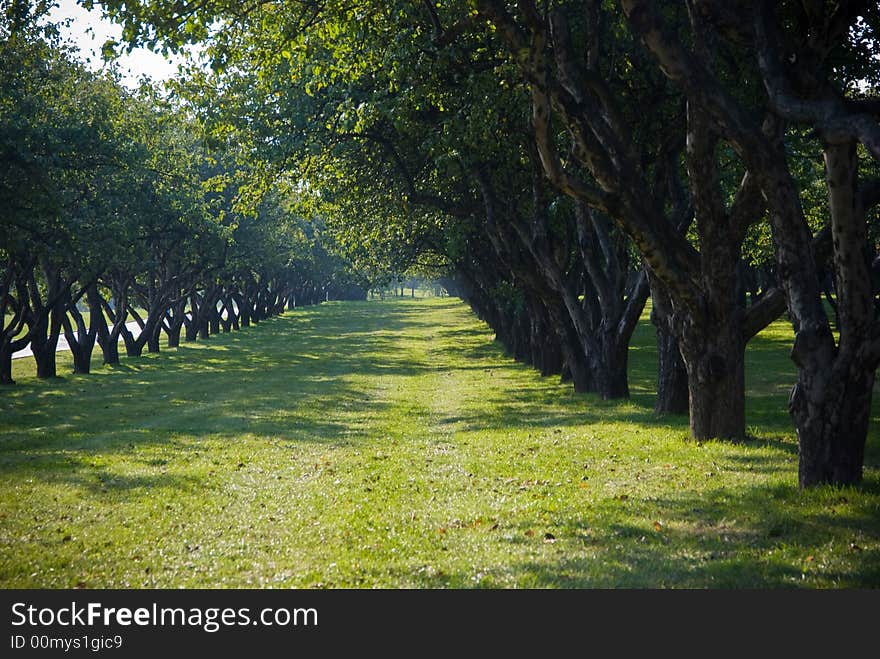 Morning park alley in haze