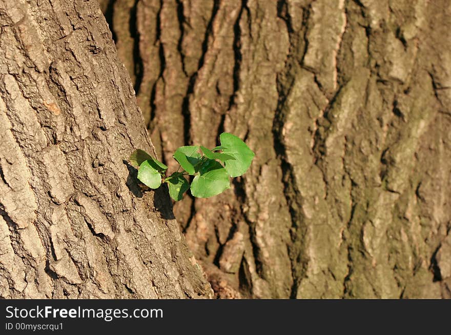 Green fresh leaves at a tree. Green fresh leaves at a tree