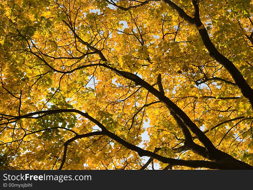 Golden autumn leaves on trees. Golden autumn leaves on trees