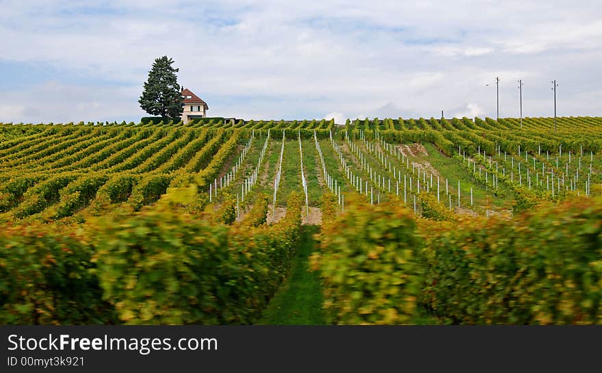 Vineyard