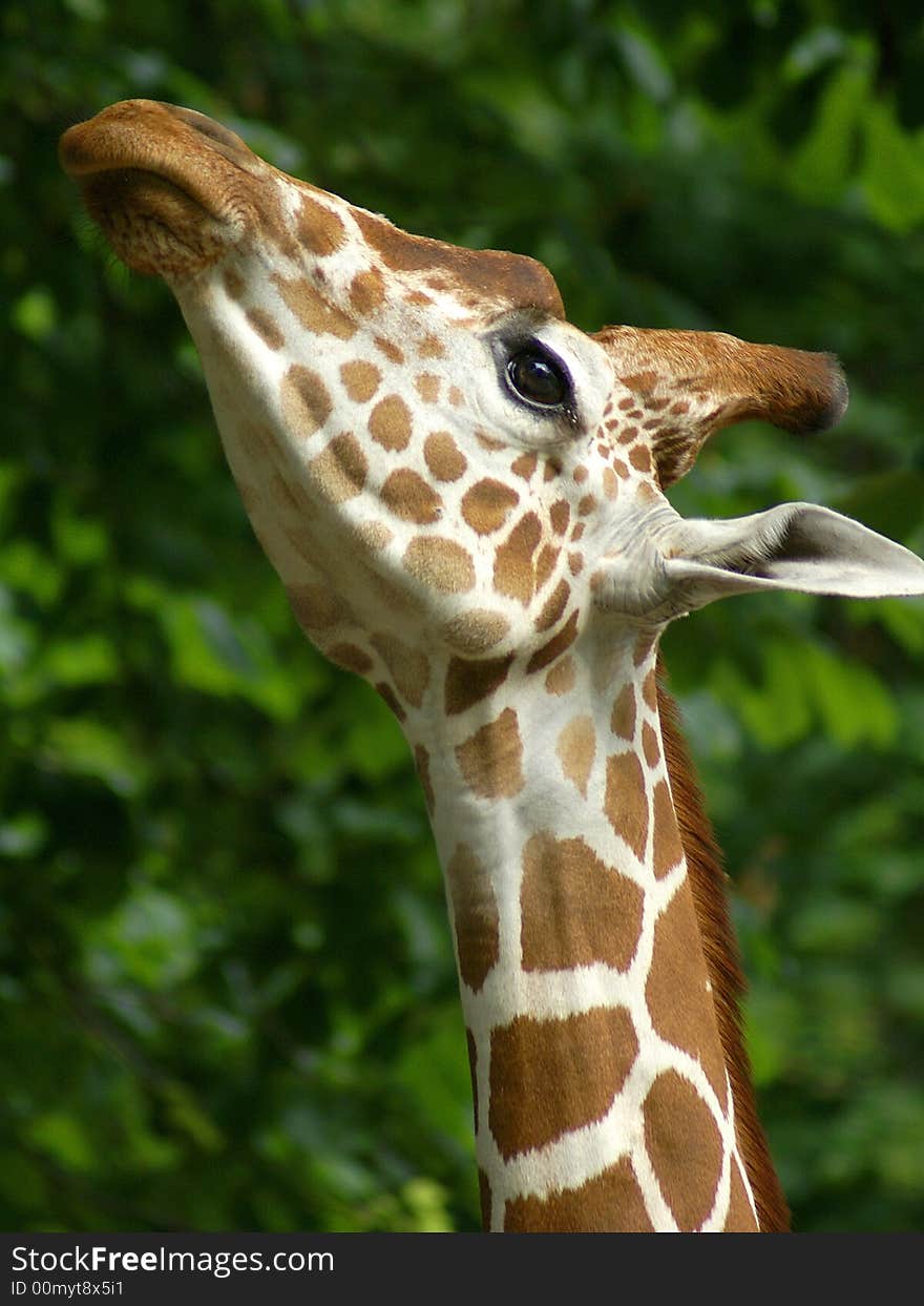 Portrait of eating giraffa on a green background