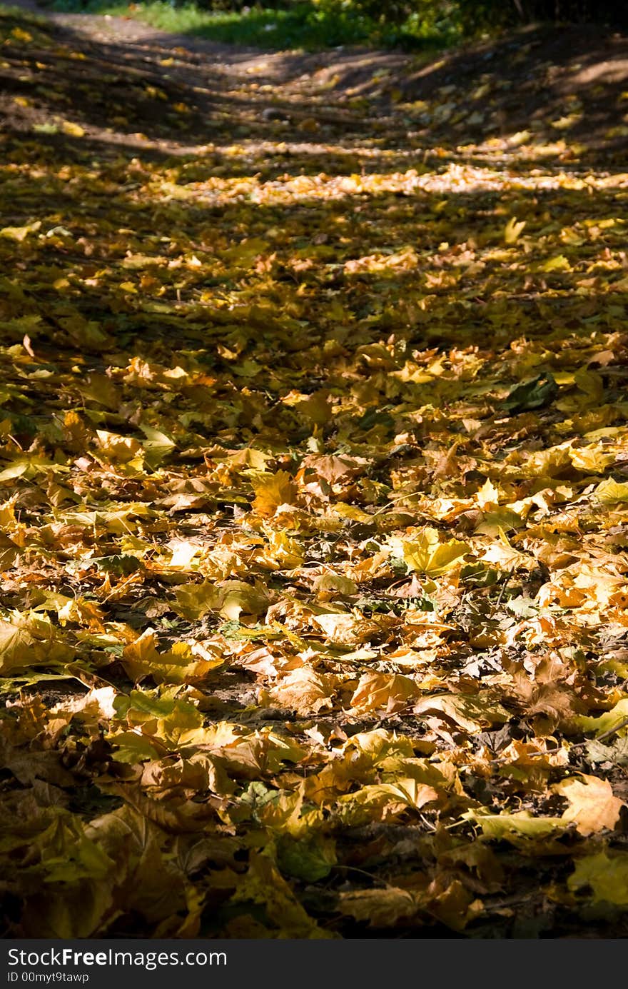 Fallen Leaves