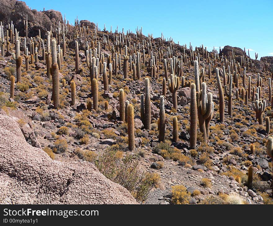 Cactus field in Salar de Uyuni, Bolivia. Cactus field in Salar de Uyuni, Bolivia