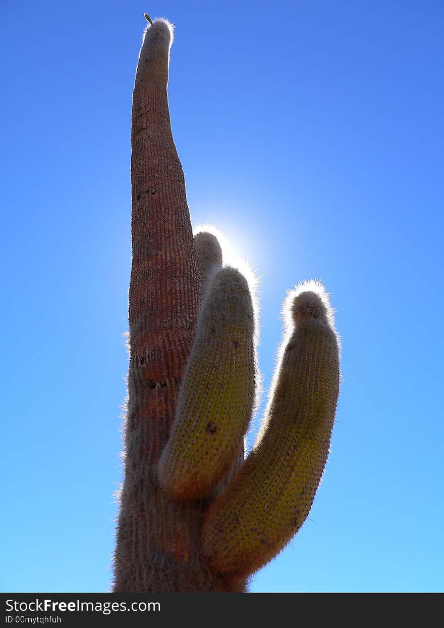 Sunlit Bolivian Cactus