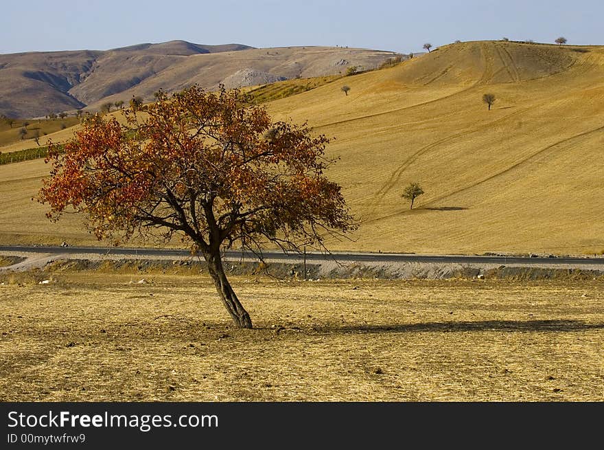 Tree in the field at autumn in central Turkey