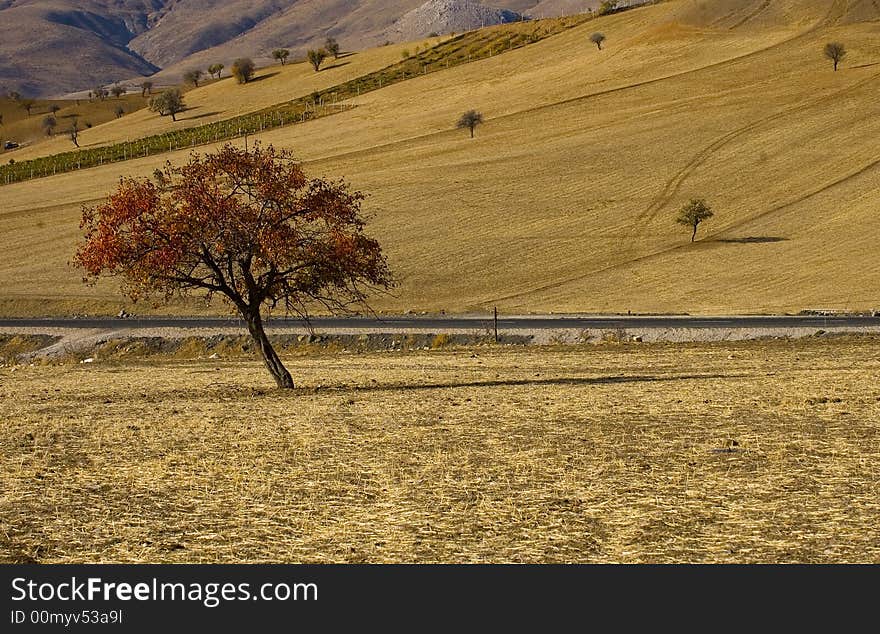 Tree in the field at autumn in central Turkey