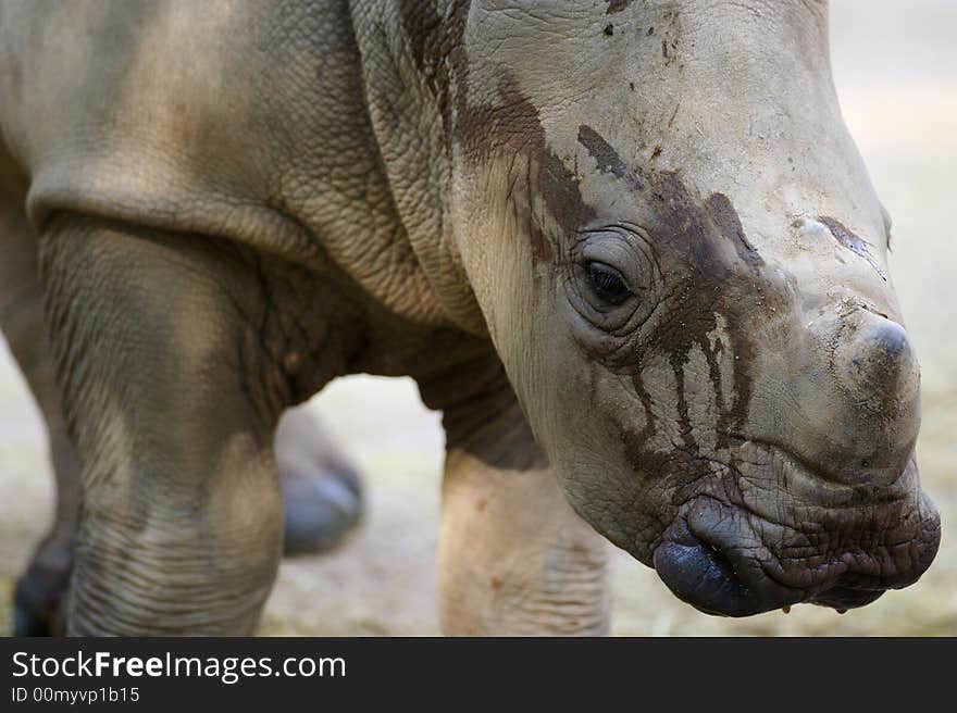 White Rhinoceros