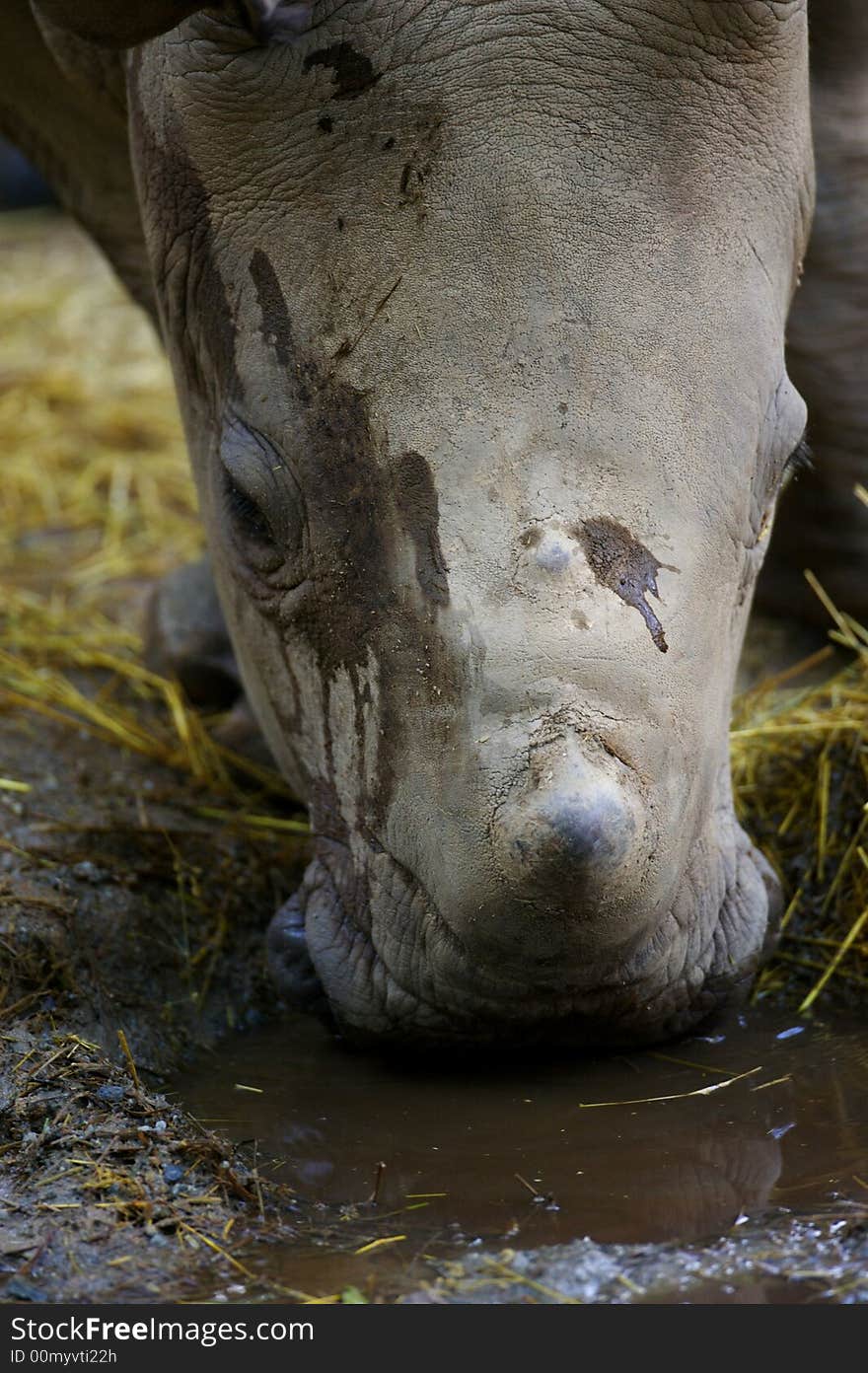 White Rhinoceros